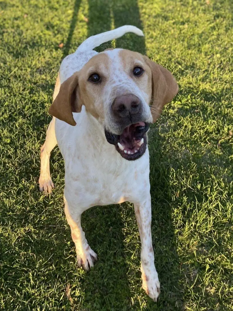 Buddy