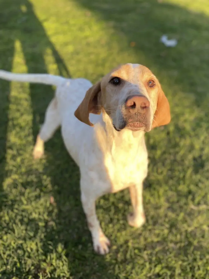 Buddy