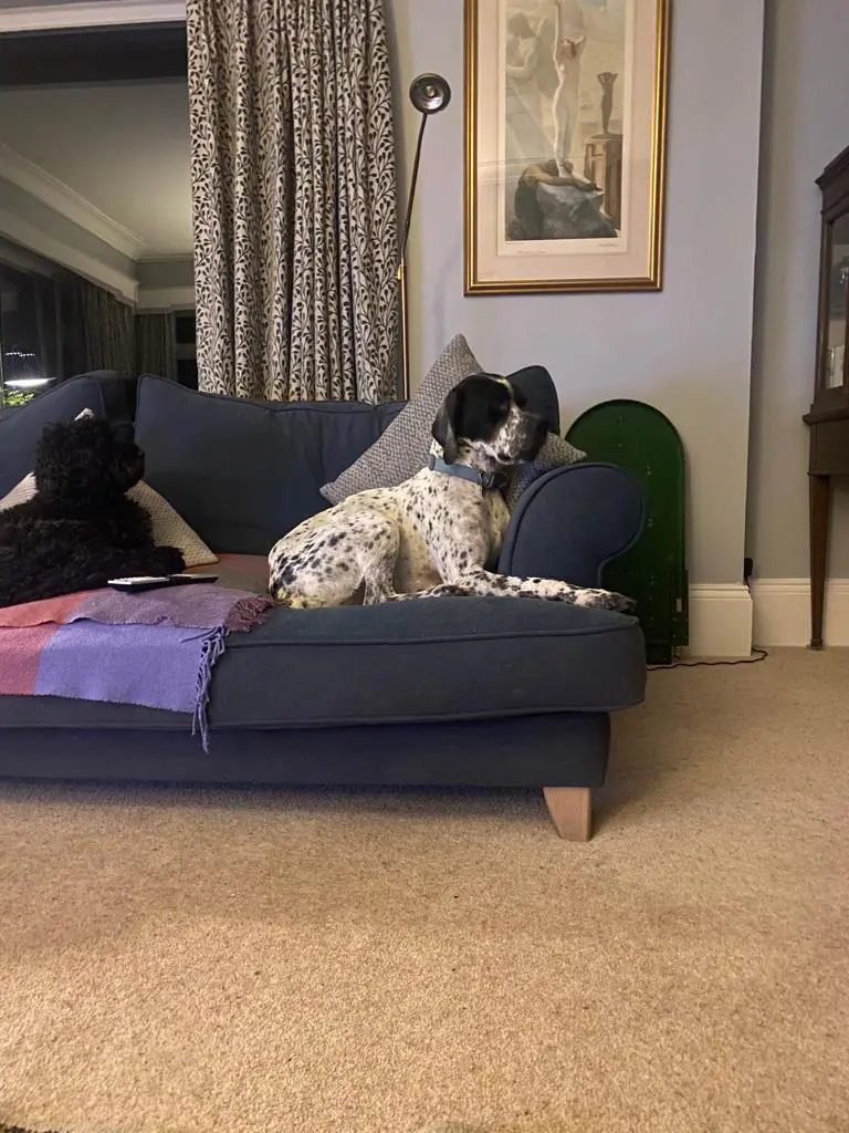 Percy (Adopted September 2025)