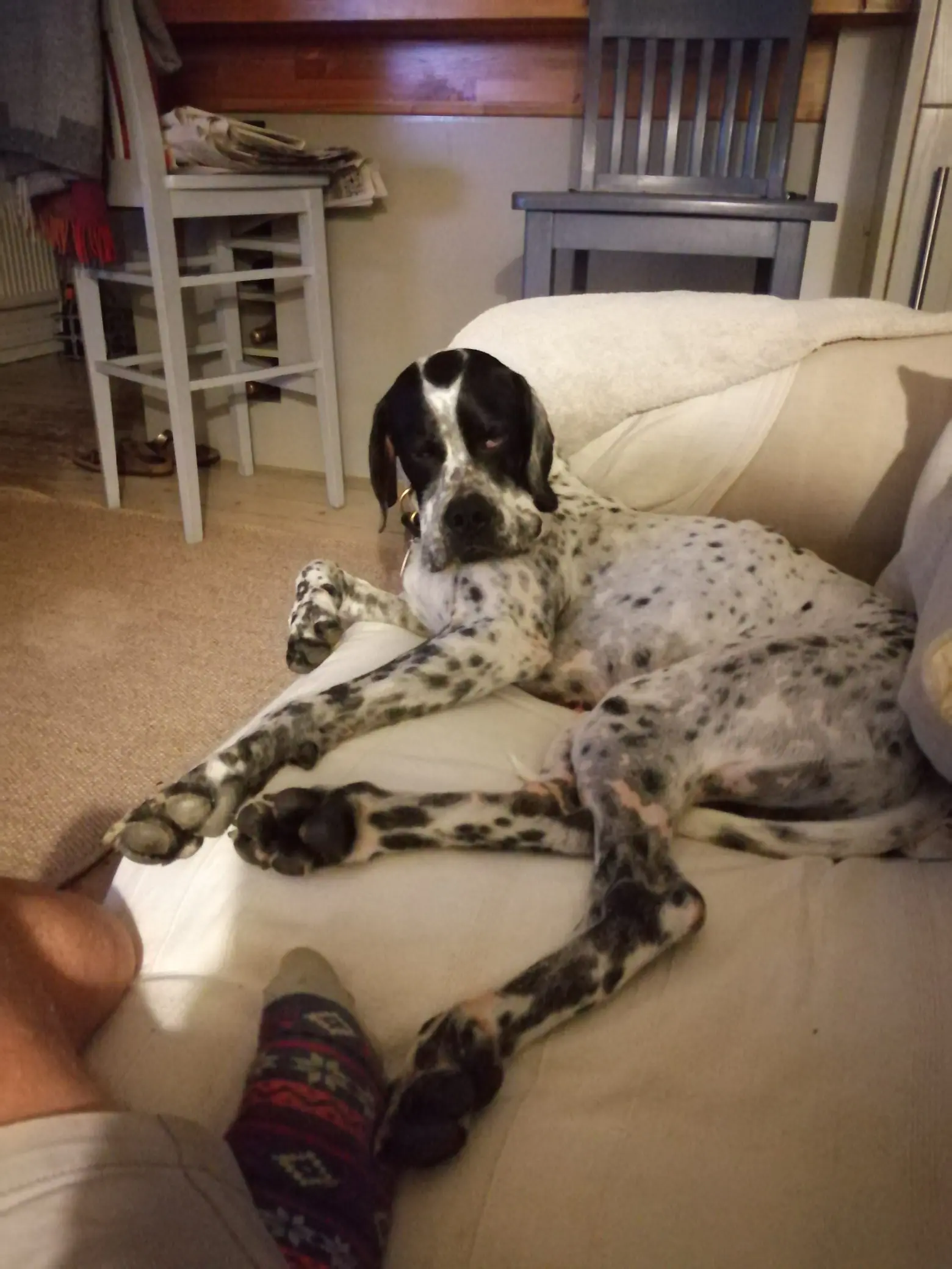 Percy (Adopted September 2025)