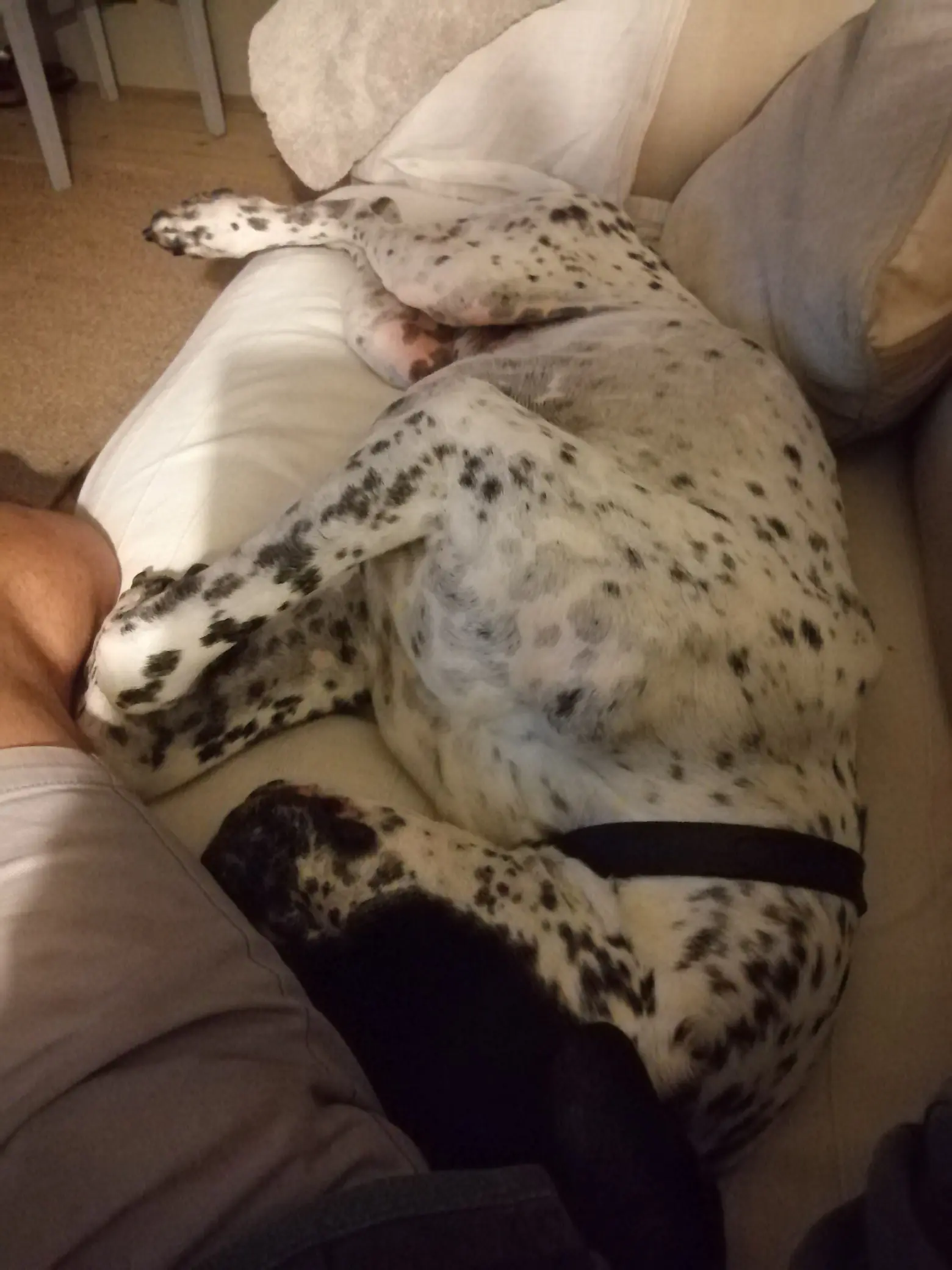 Percy (Adopted September 2025)