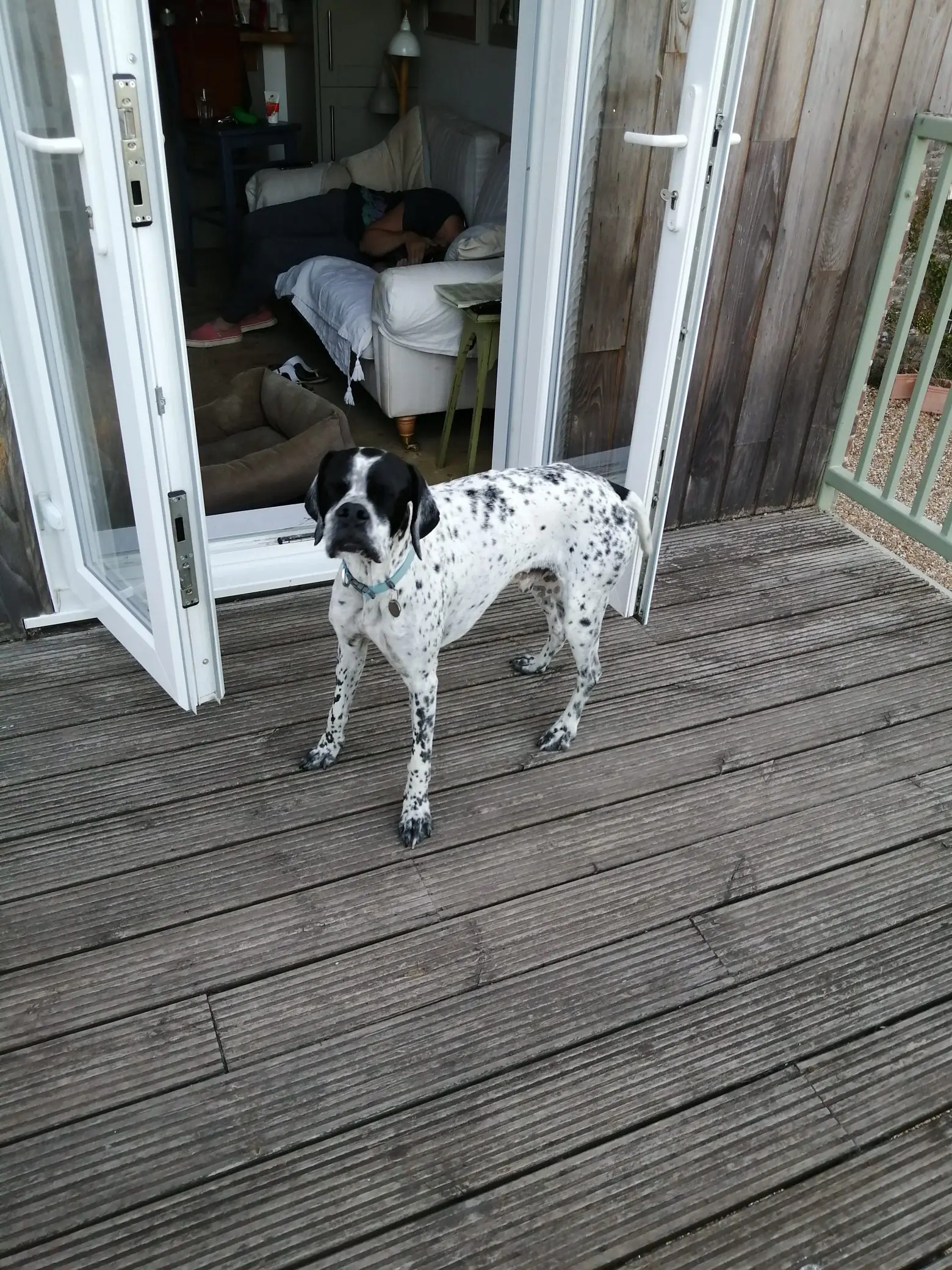 Percy (Adopted September 2025)