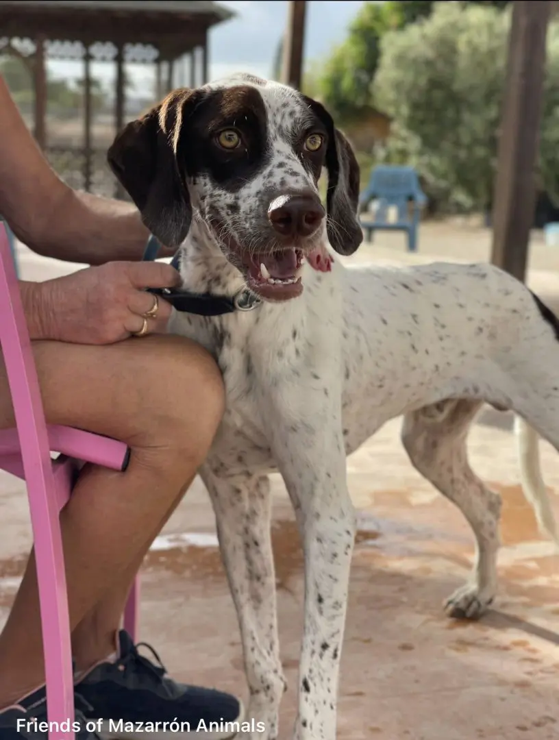Domino