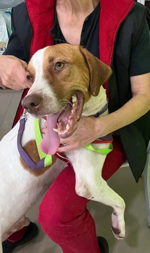 Meet Tim: Cuddle Connoisseur & Tissue-Tugging Treasure! Thumb