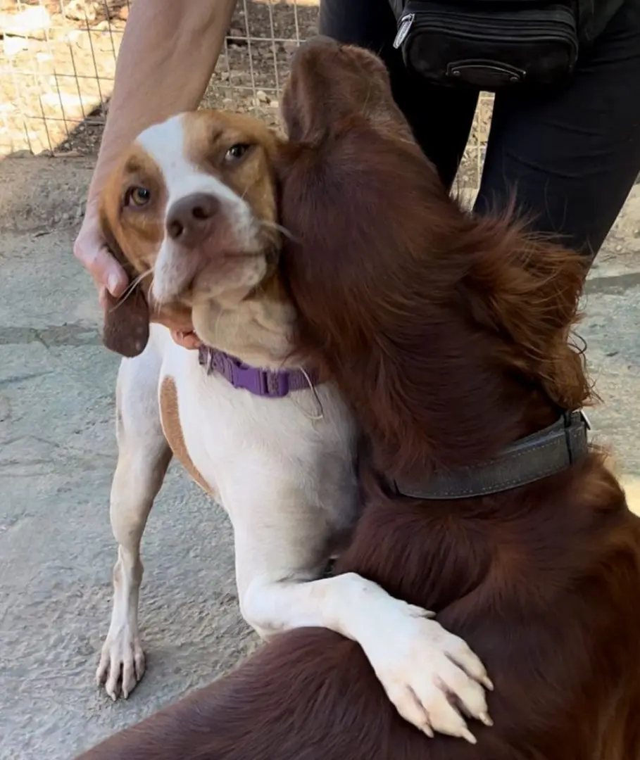 Meet Tim: Cuddle Connoisseur & Tissue-Tugging Treasure!