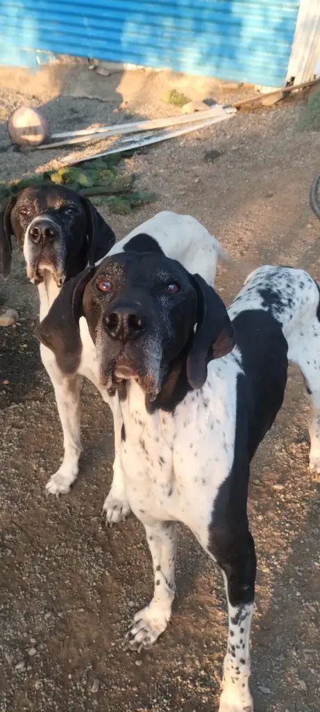 Pino & Emilio – A Special Bonded Pair Thumb