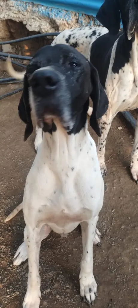 Pino & Emilio – A Special Bonded Pair Thumb