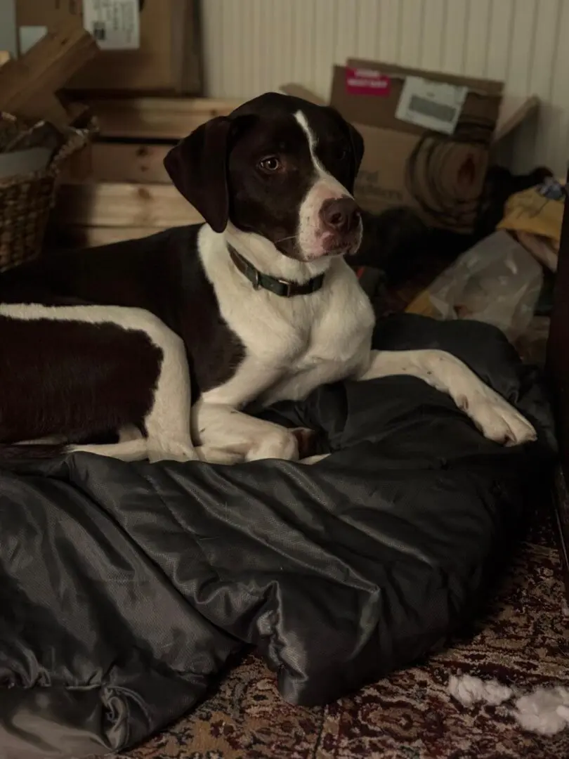 Rufus