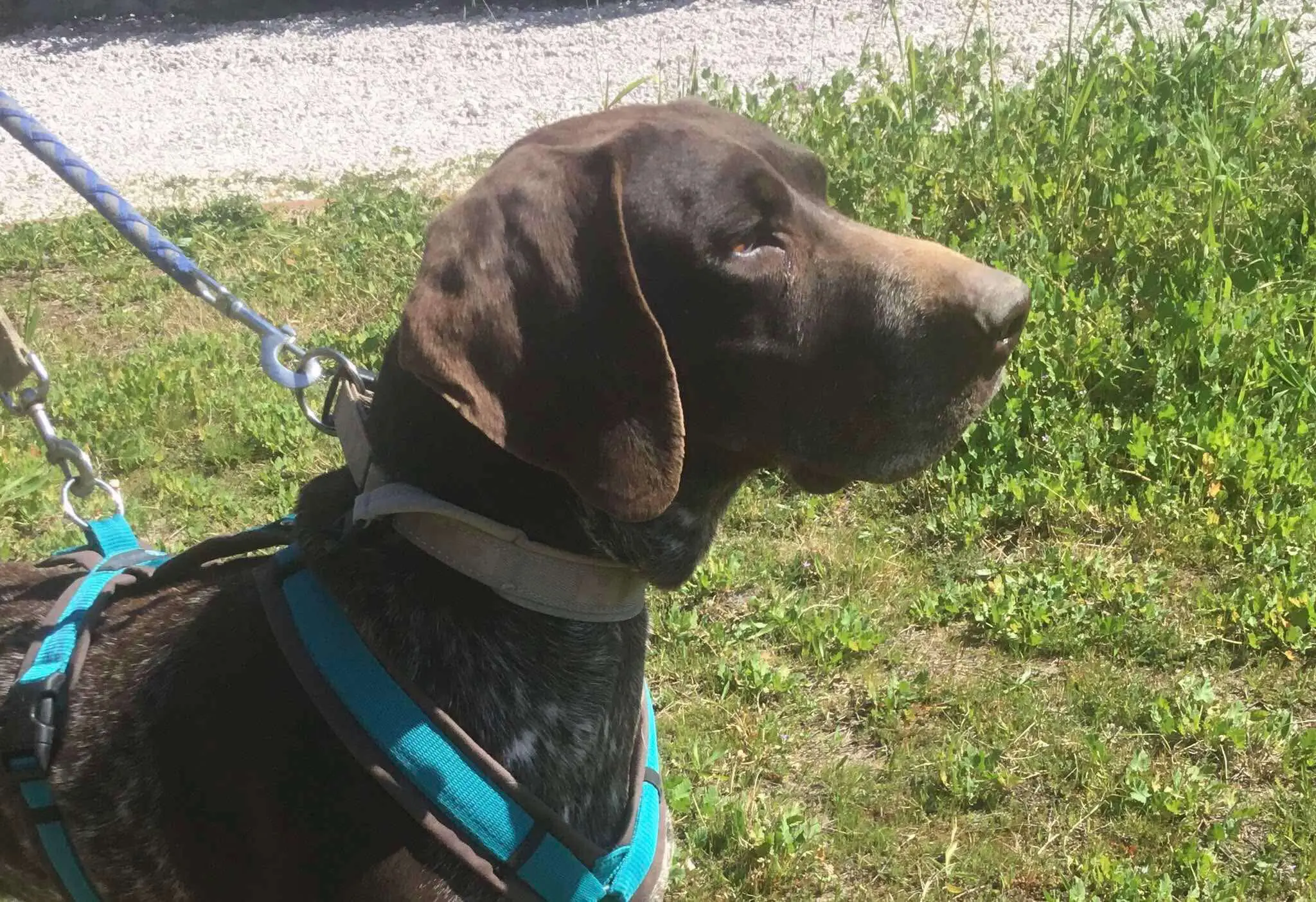 Meet Bravo – A Survivor with a Heart as Big as His Paws!