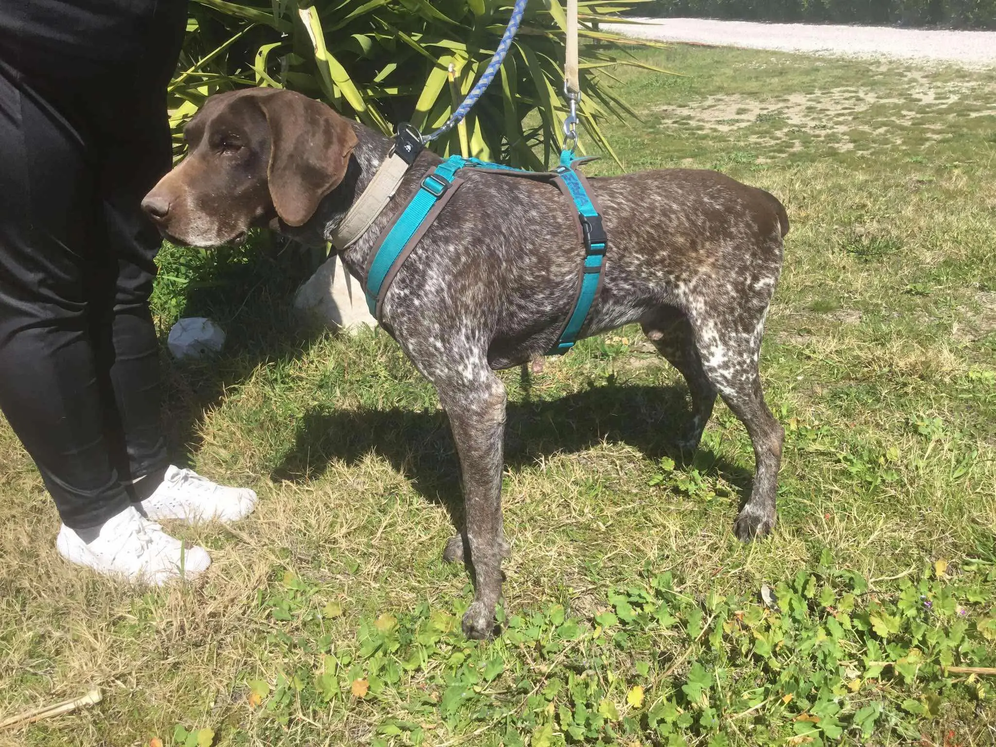 Meet Bravo – A Survivor with a Heart as Big as His Paws!