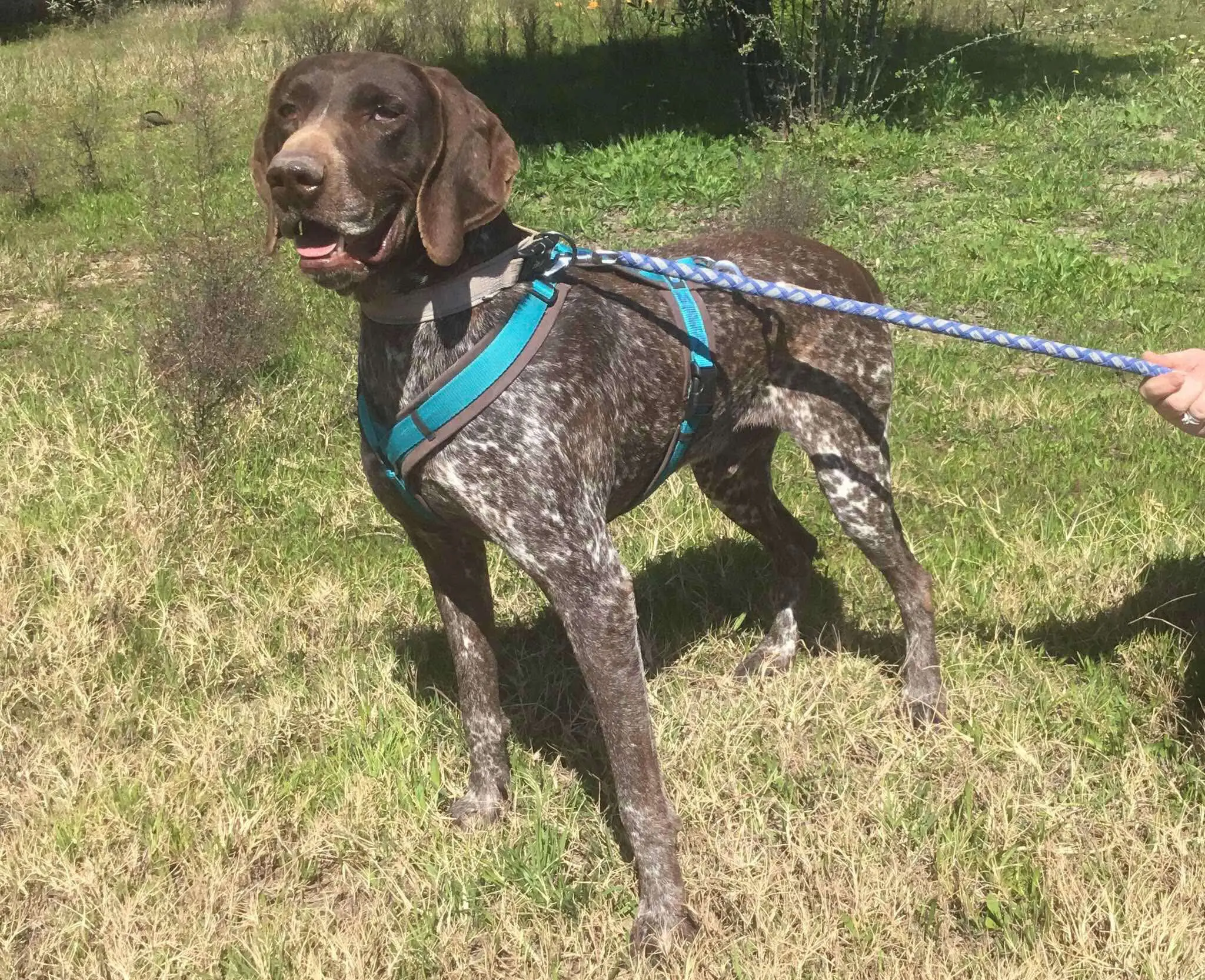 Meet Bravo – A Survivor with a Heart as Big as His Paws!