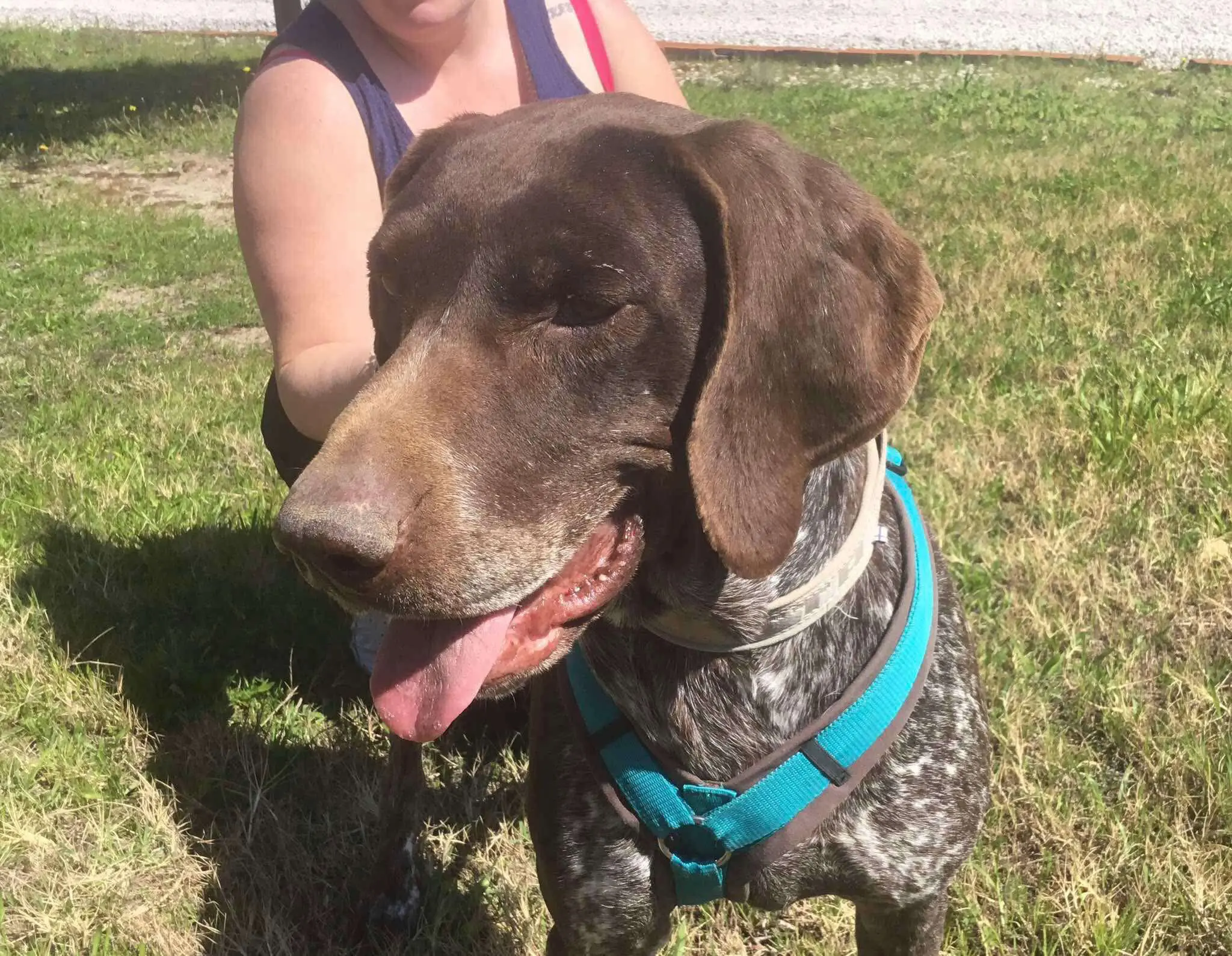 Meet Bravo – A Survivor with a Heart as Big as His Paws!