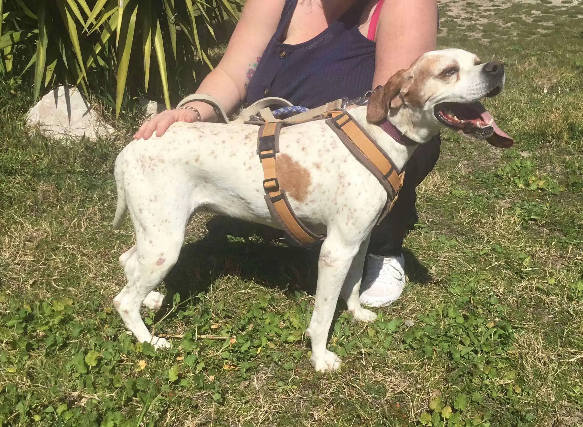 Meet Foxtrot/ Rosie – The Adventure-Seeker with a Heart of Gold