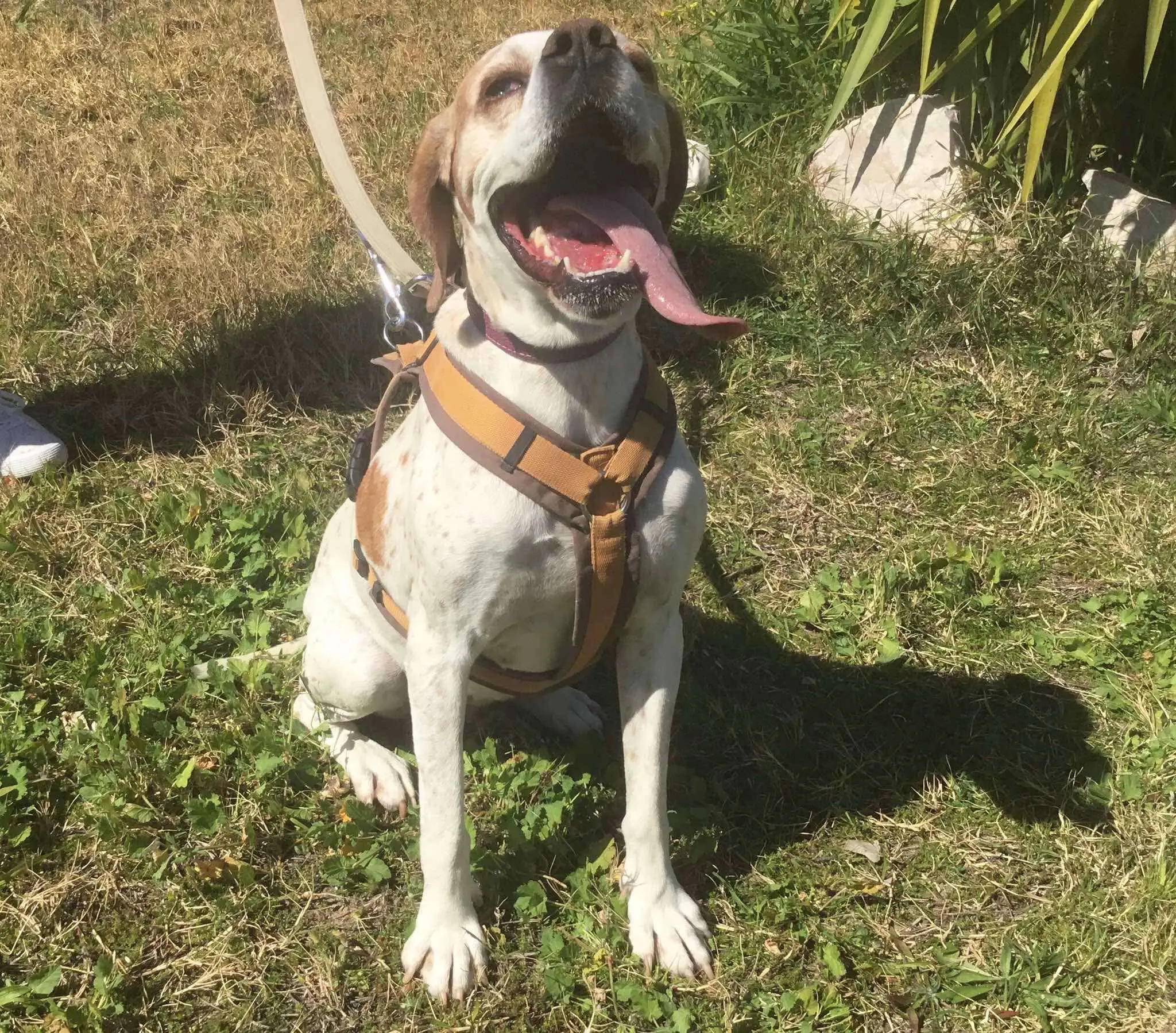 Meet Foxtrot/ Rosie – The Adventure-Seeker with a Heart of Gold