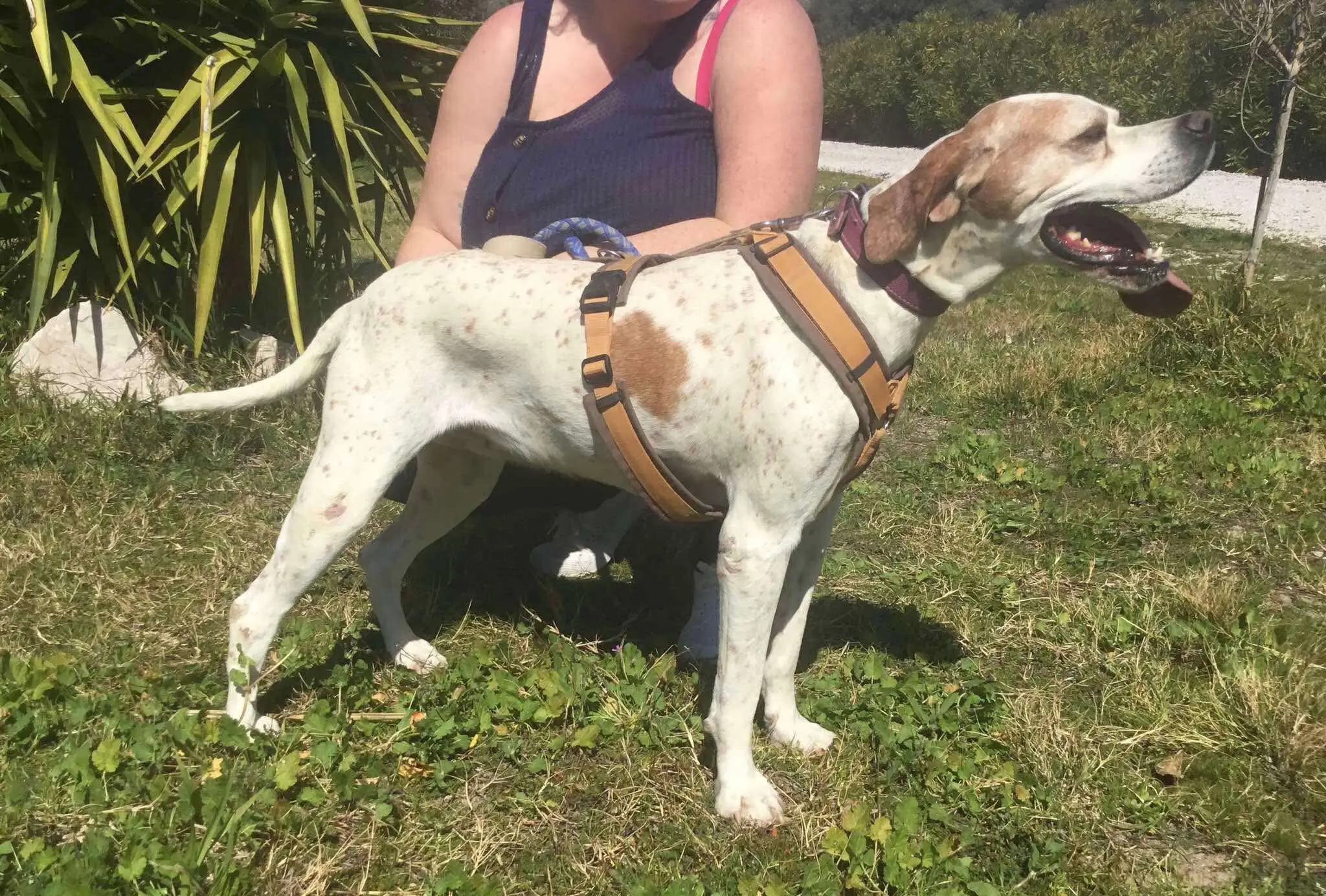 Meet Foxtrot/ Rosie – The Adventure-Seeker with a Heart of Gold