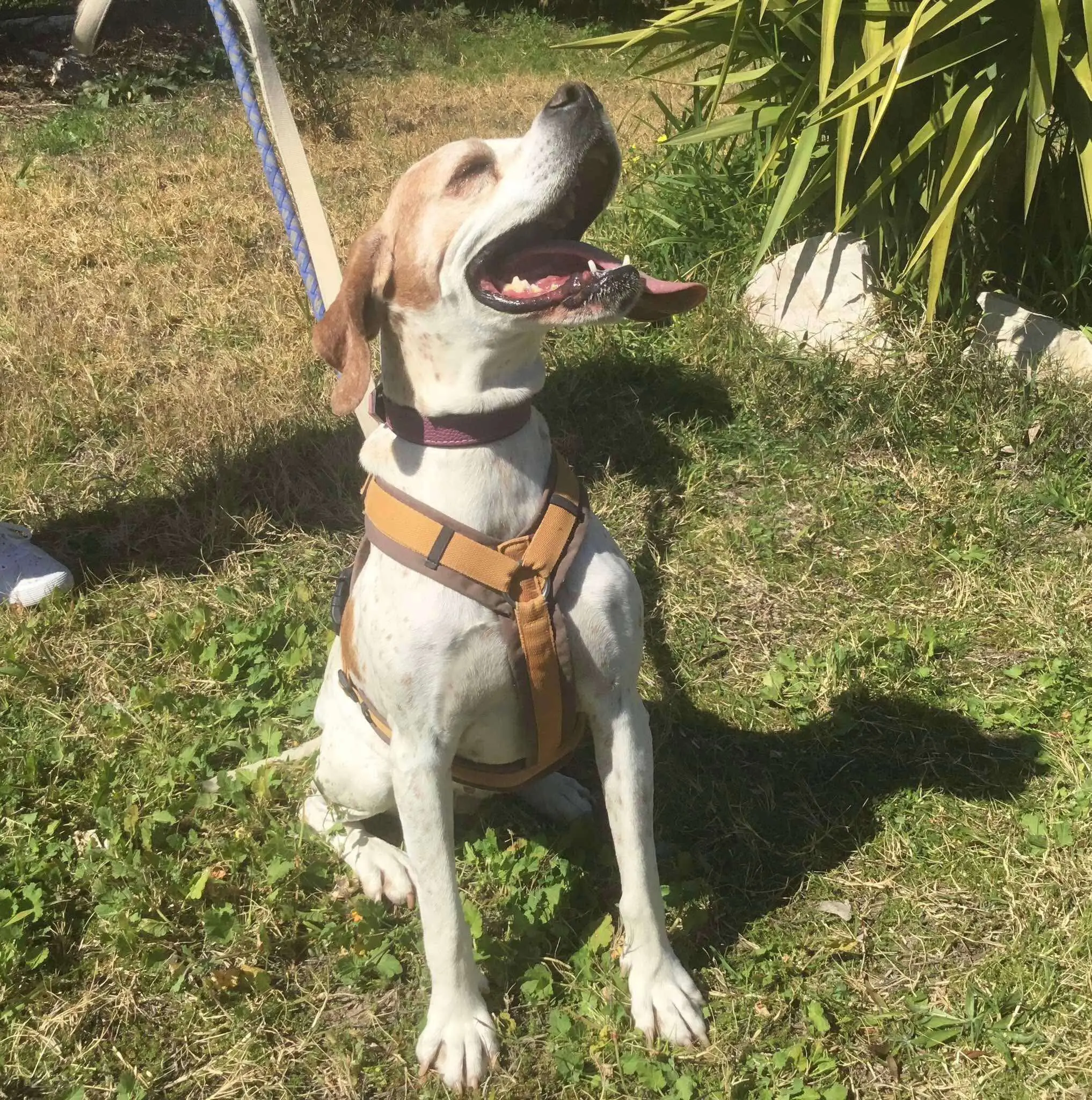 Meet Foxtrot/ Rosie – The Adventure-Seeker with a Heart of Gold