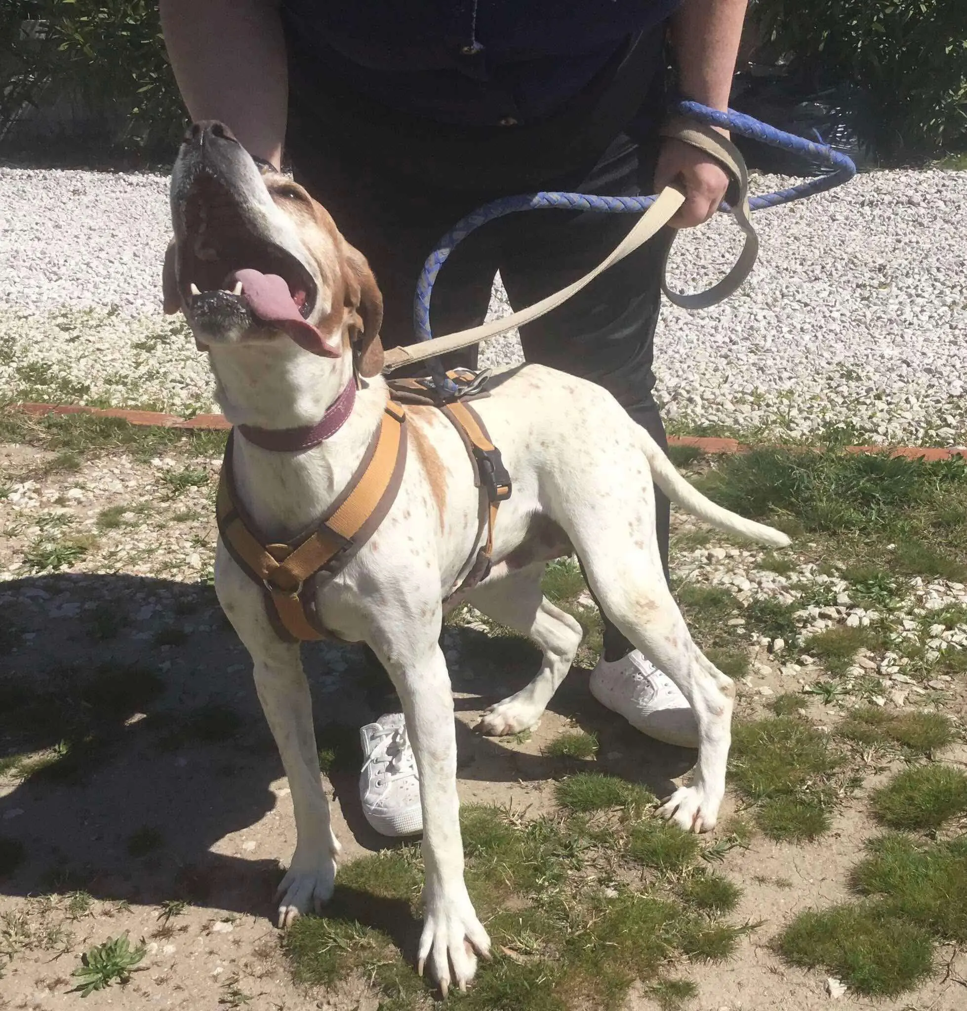 Meet Foxtrot/ Rosie – The Adventure-Seeker with a Heart of Gold