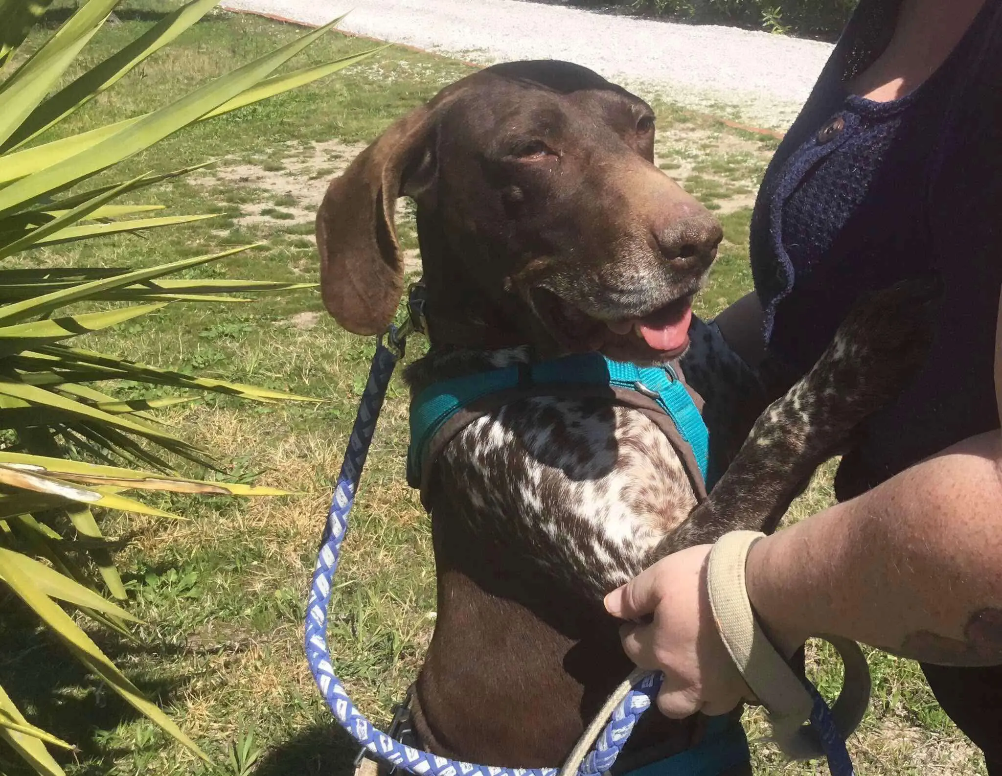 Meet Brava – A Survivor with a Heart as Big as her Spirit!