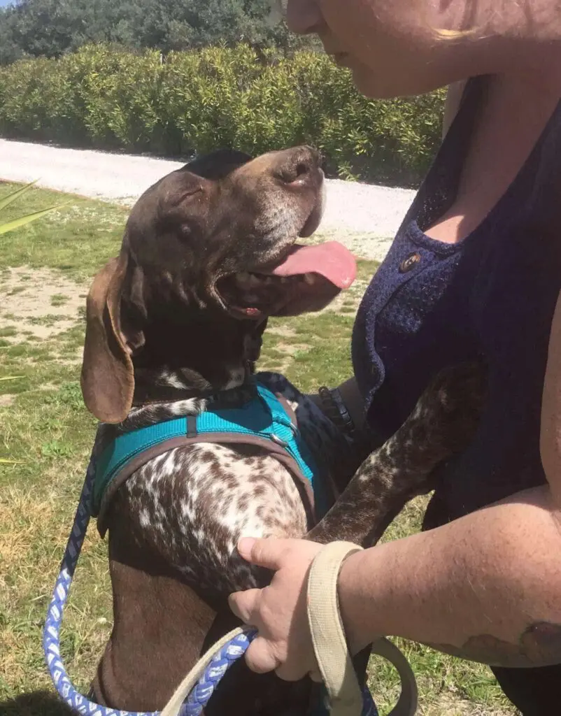 Meet Brava – A Survivor with a Heart as Big as her Spirit! Thumb