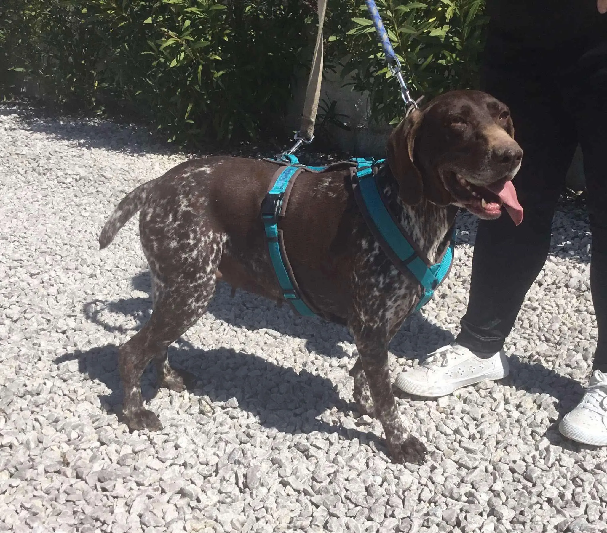 Meet Brava – A Survivor with a Heart as Big as her Spirit!