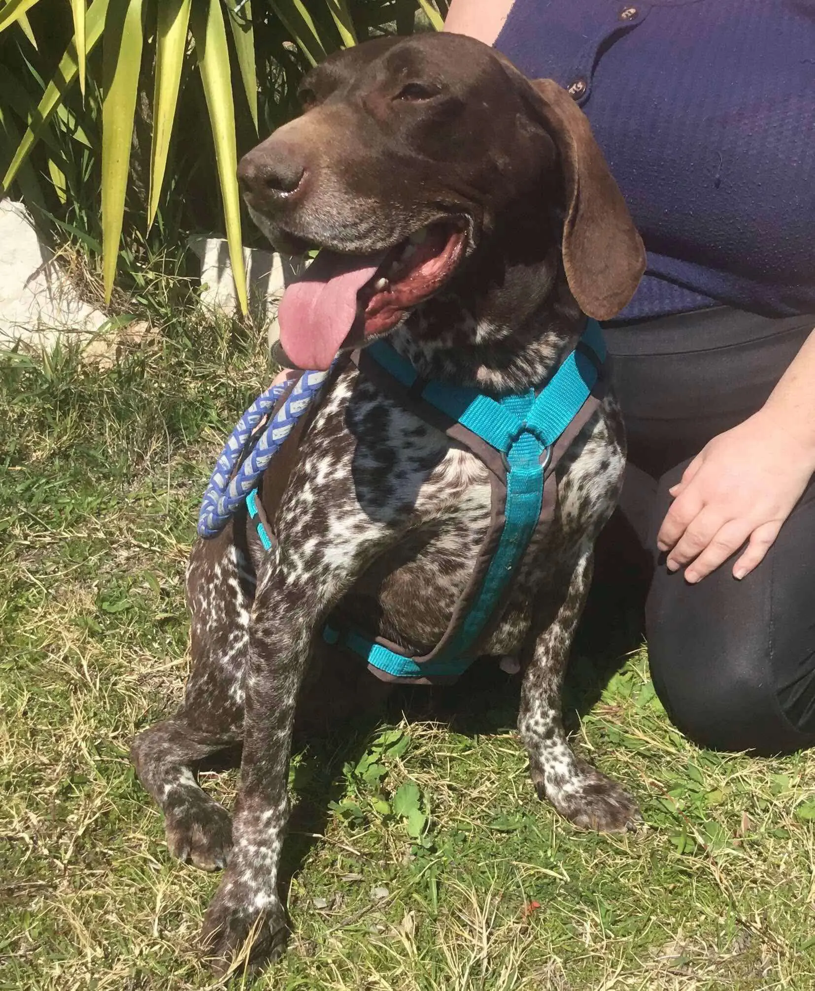 Meet Brava – A Survivor with a Heart as Big as her Spirit!