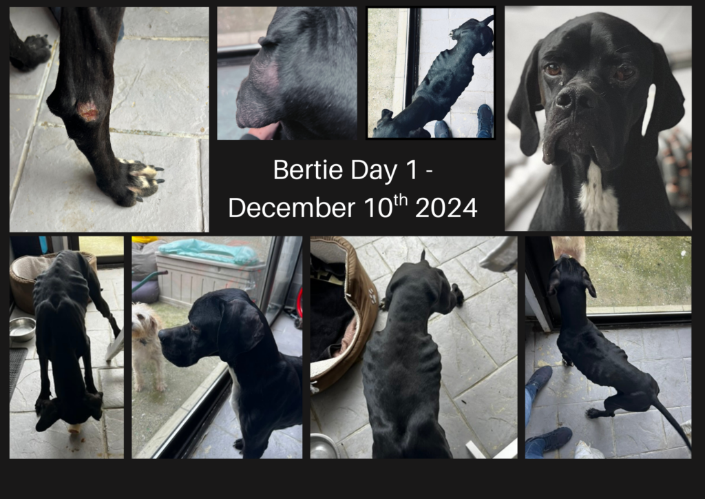 Bertie the Brave Thumb