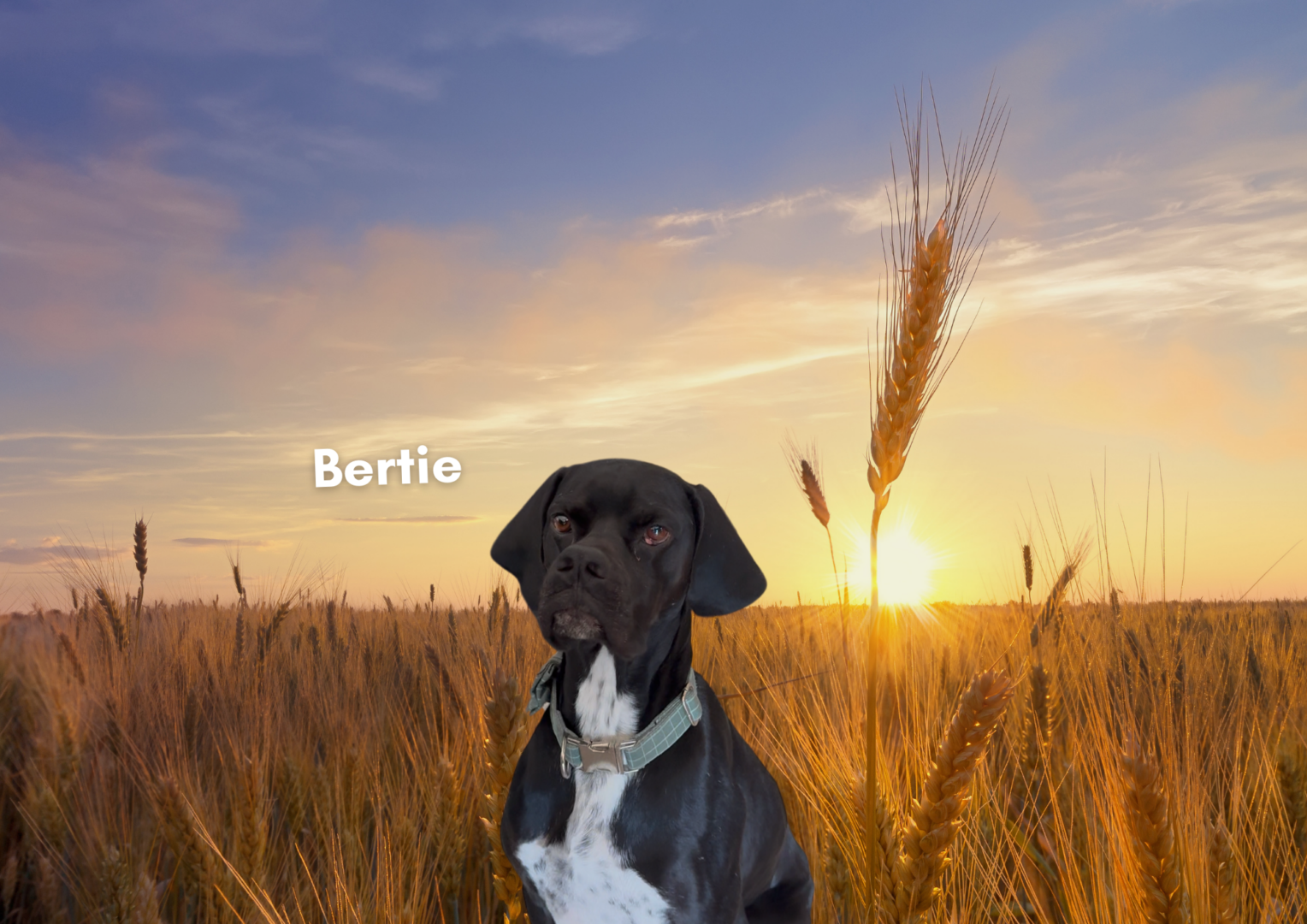 Bertie the Brave