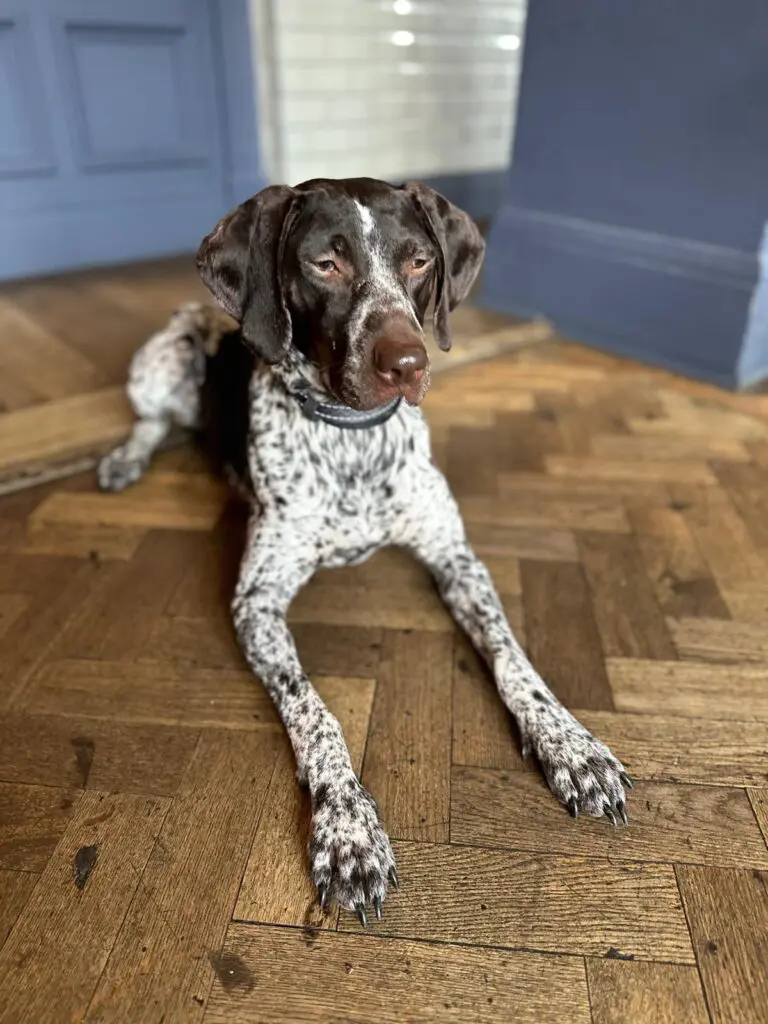 Lola- Fab Pocket Pointer- Big Personality- Massive Cuddle Agenda! Thumb