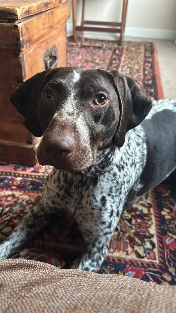 Lola- Fab Pocket Pointer- Big Personality- Massive Cuddle Agenda! Thumb