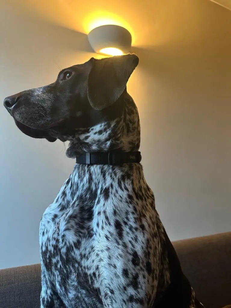 Lola- Fab Pocket Pointer- Big Personality- Massive Cuddle Agenda! Thumb