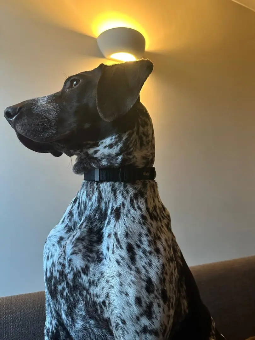 Lola- Fab Pocket Pointer- Big Personality- Massive Cuddle Agenda!