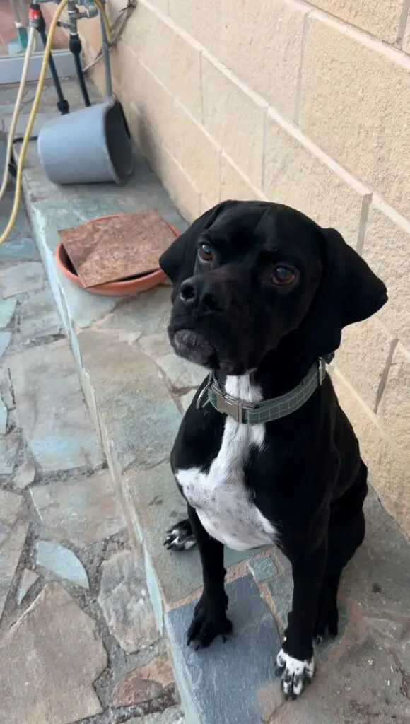 Bertie the Brave Thumb