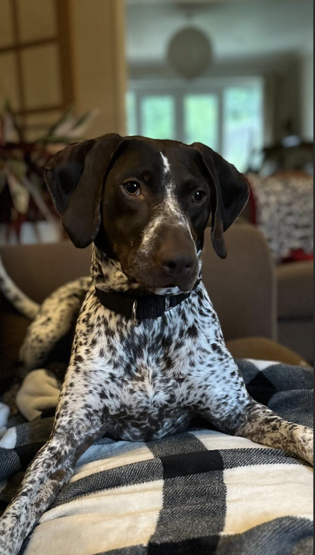 Lola- Fab Pocket Pointer- Big Personality- Massive Cuddle Agenda!