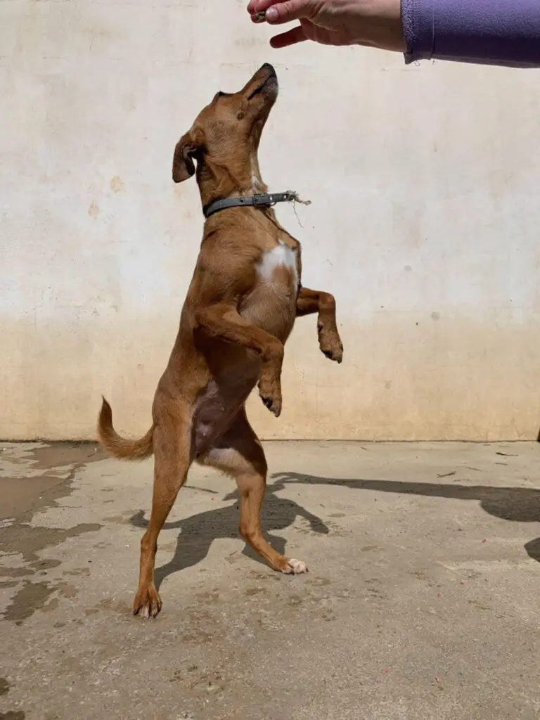 Sweet & Shy Lady Thumb