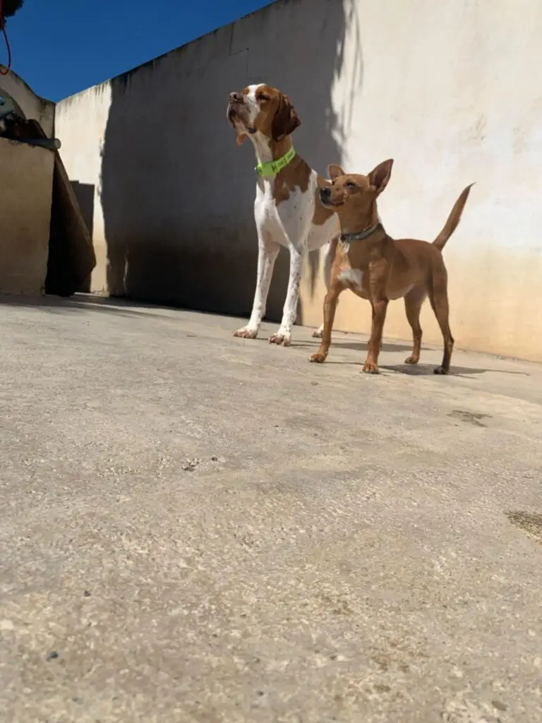 Sweet & Shy Lady Thumb