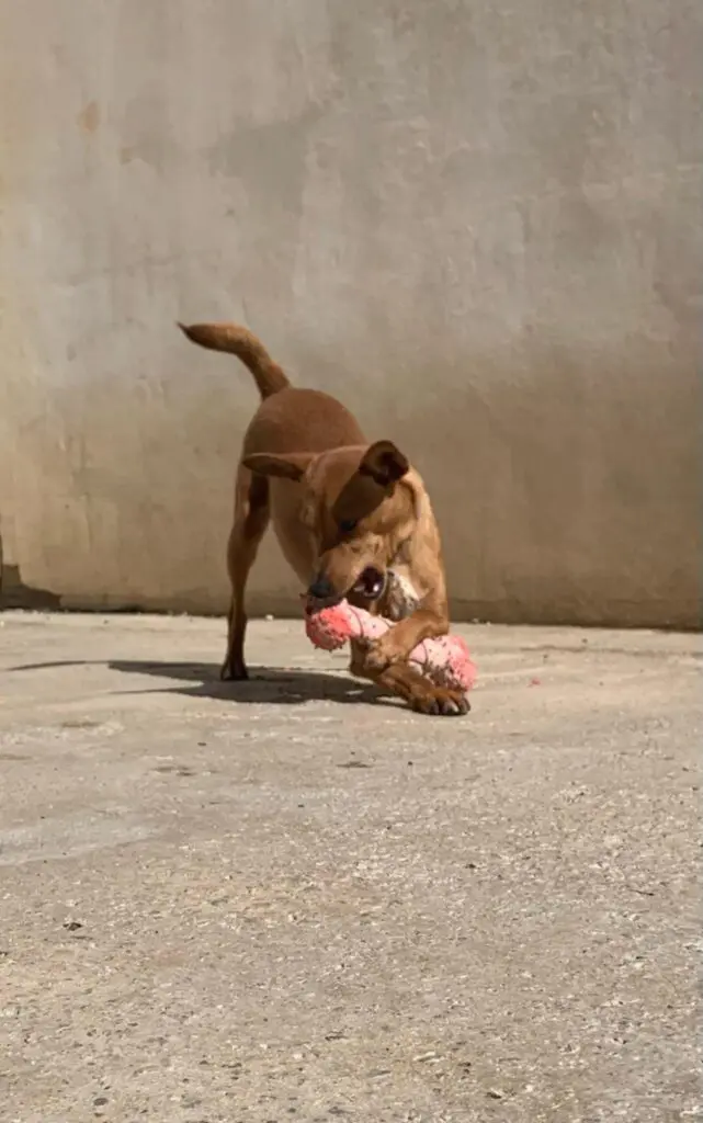 Sweet & Shy Lady Thumb