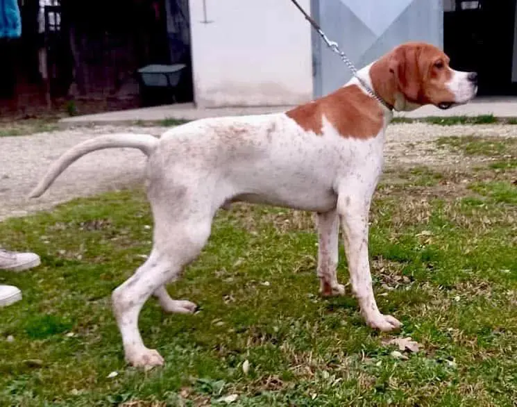 KIM – A Joyful Special Pupster