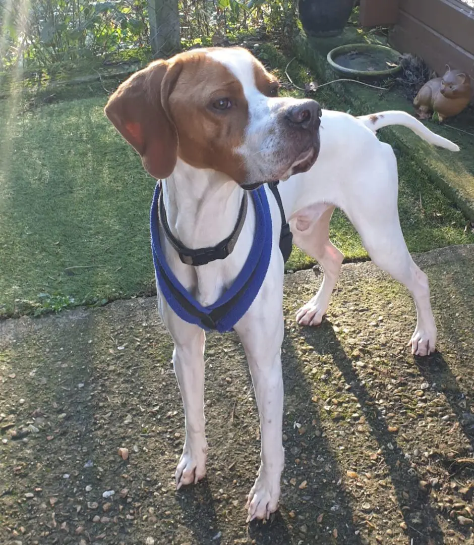 Winston – Special Boy – UK – External Case