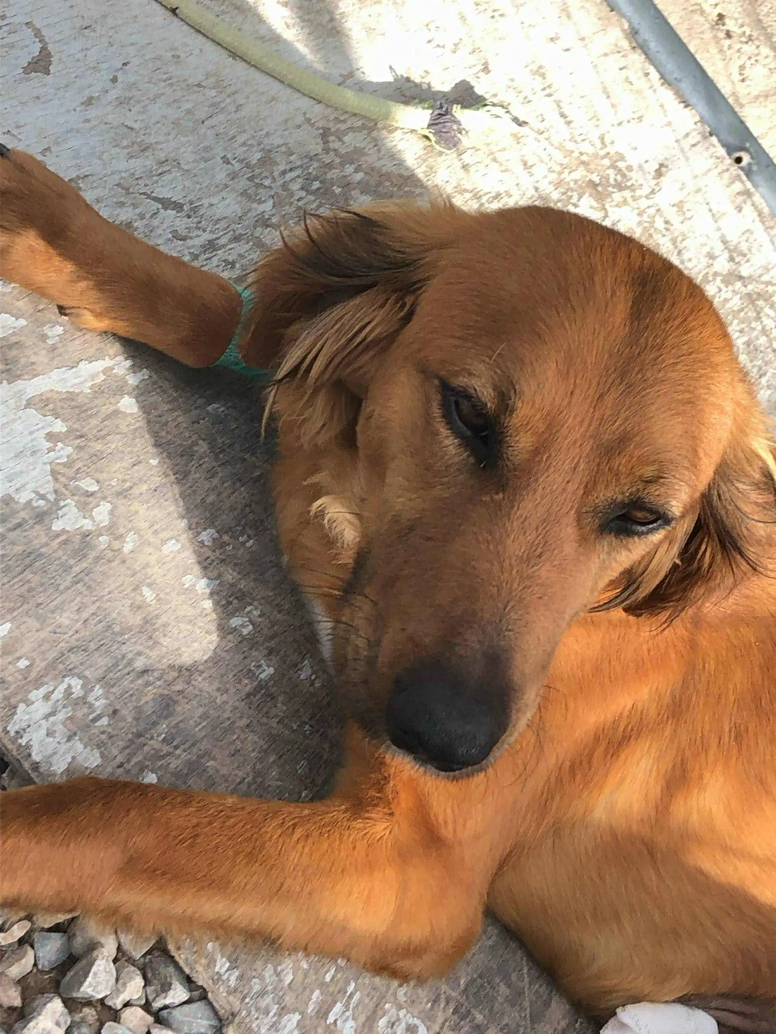 Sweet & Soft Loving ‘Pretend Pointer’ Zena – An Unusual Case.