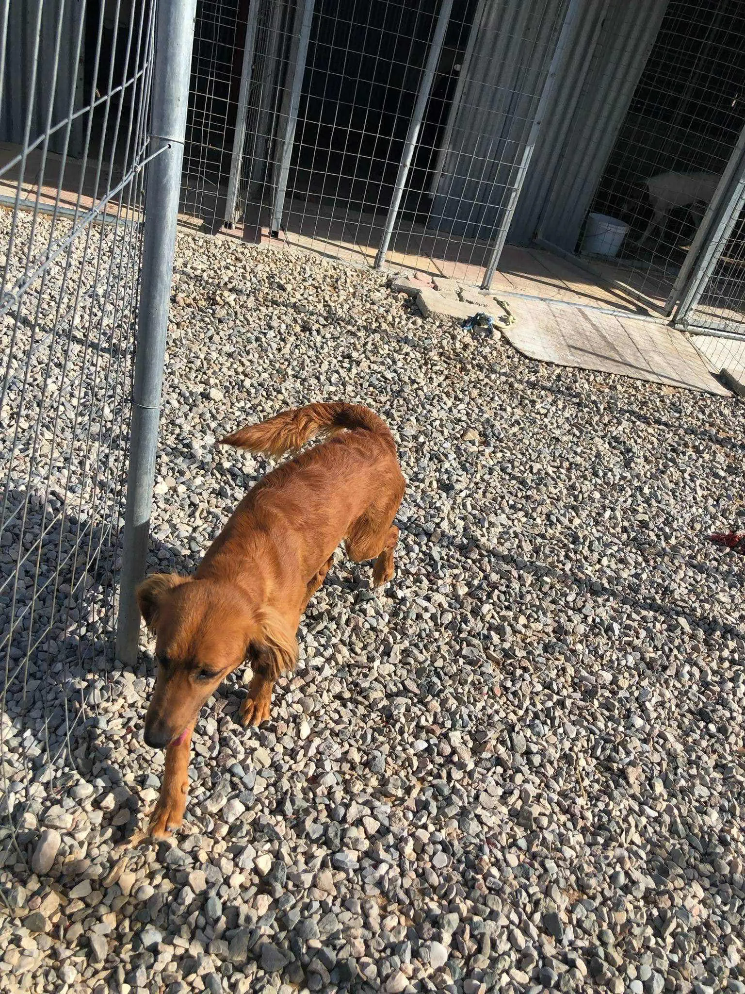 Sweet & Soft Loving ‘Pretend Pointer’ Zena – An Unusual Case.