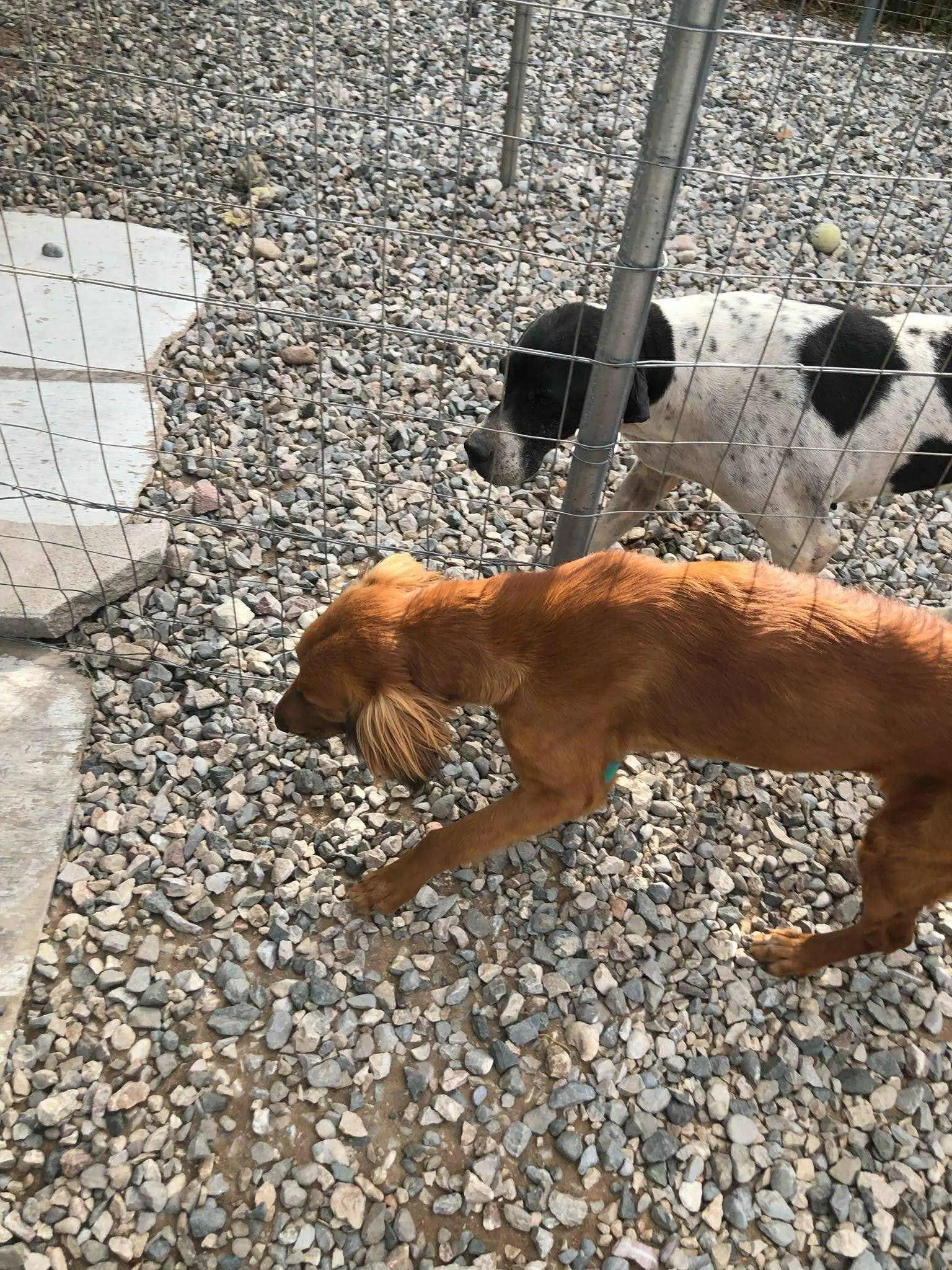 Sweet & Soft Loving ‘Pretend Pointer’ Zena – An Unusual Case.