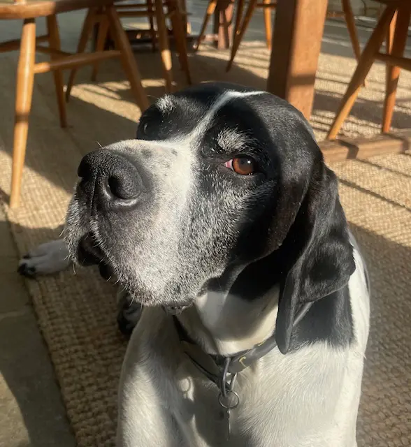 Brian The Brave – UK KC Registered