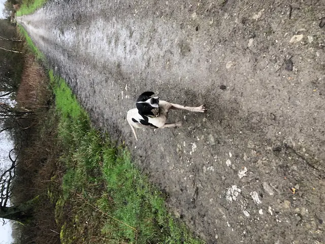 Brian The Brave – UK KC Registered