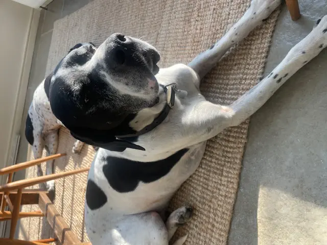 Brian The Brave – UK KC Registered