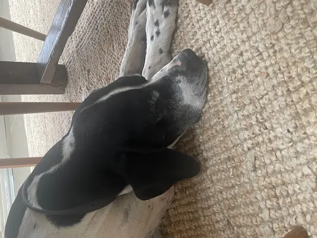 Brian The Brave – UK KC Registered