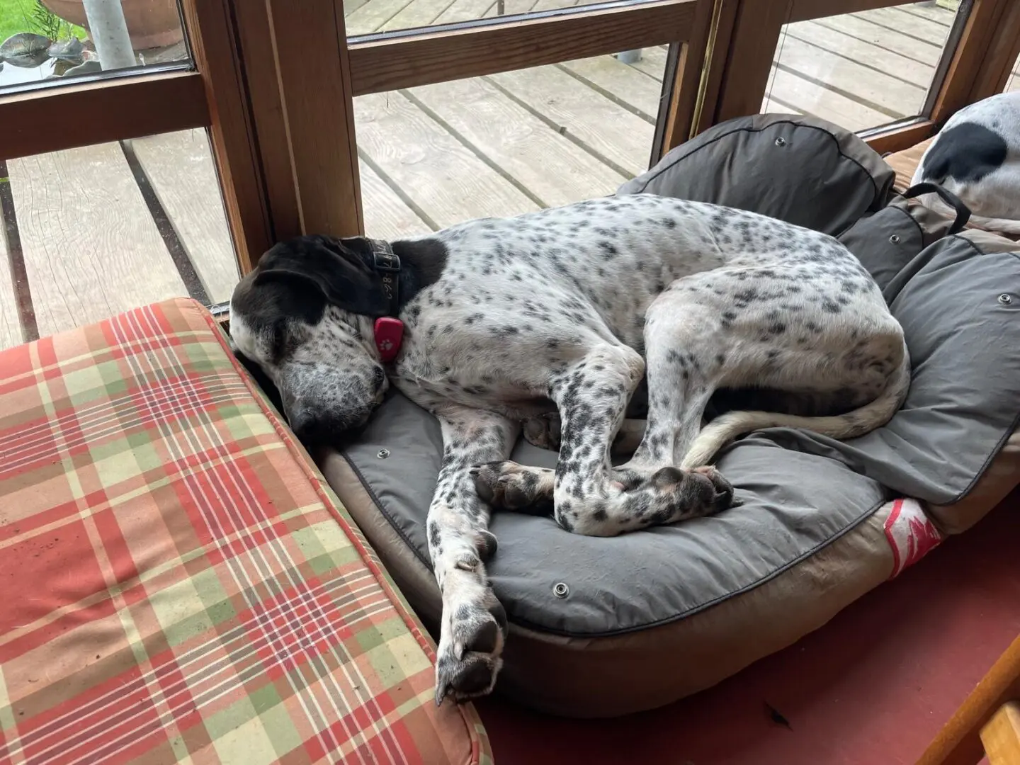 Kovi now Kodi – Handsome and Affectionate (Adopted April 2026)