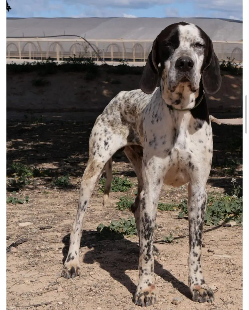 Kovi – Handsome and Affectionate