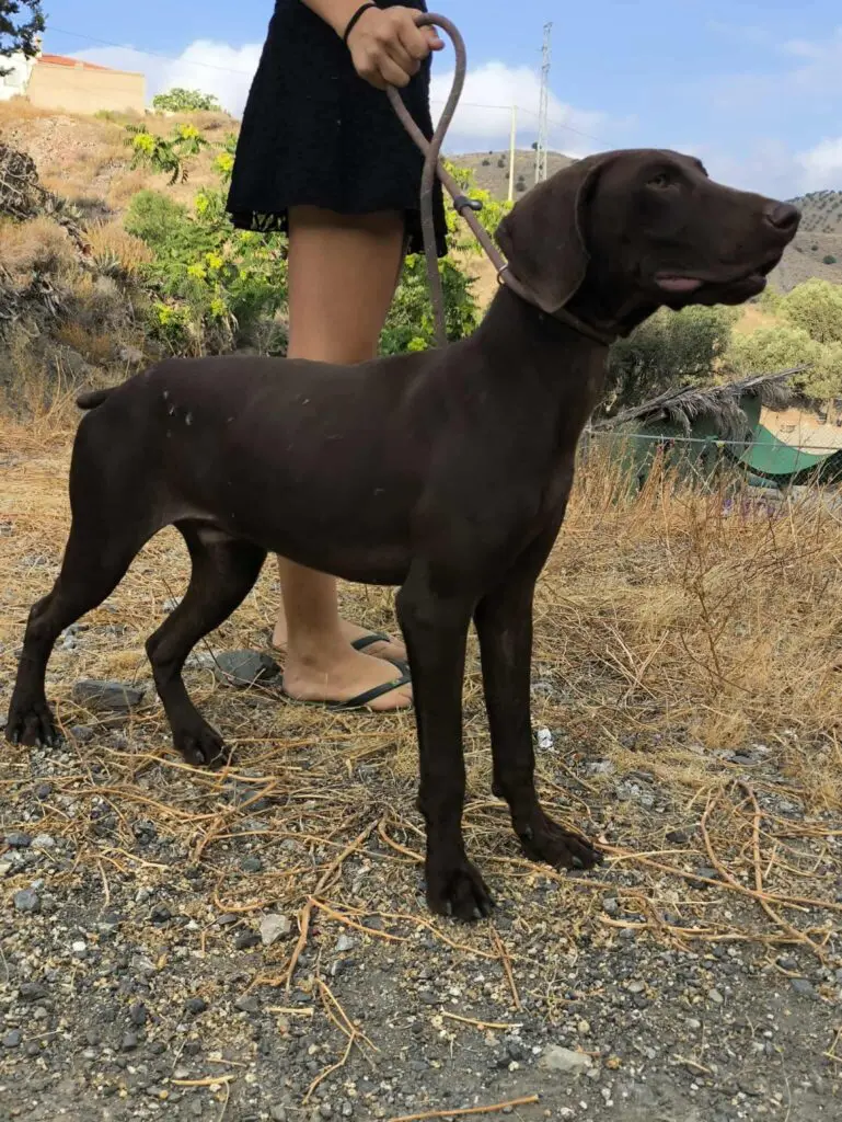 I’m Boomer – have I got a tail to tell you! GSP Thumb