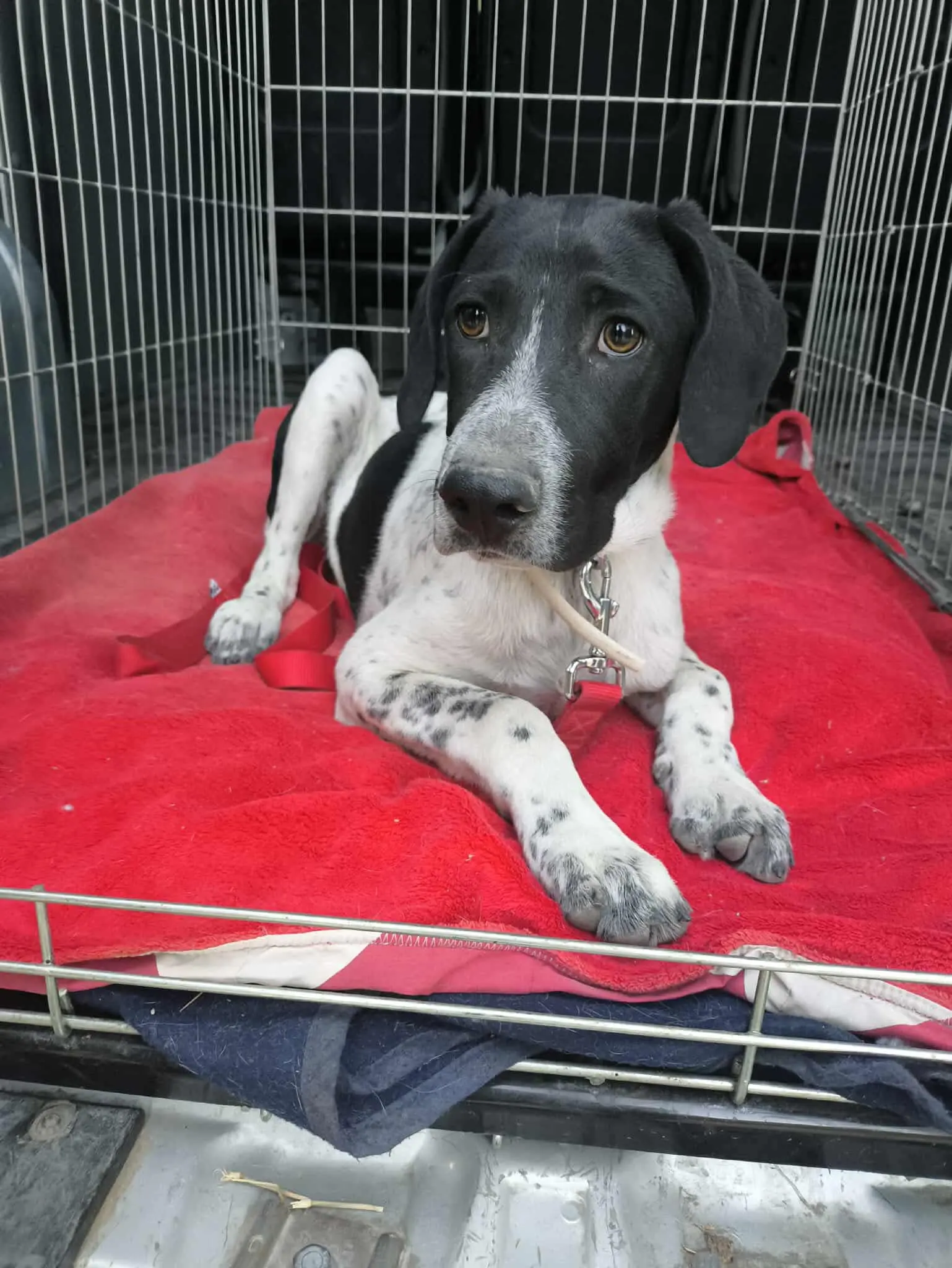 Little Benton … Cute Alert with big paws!