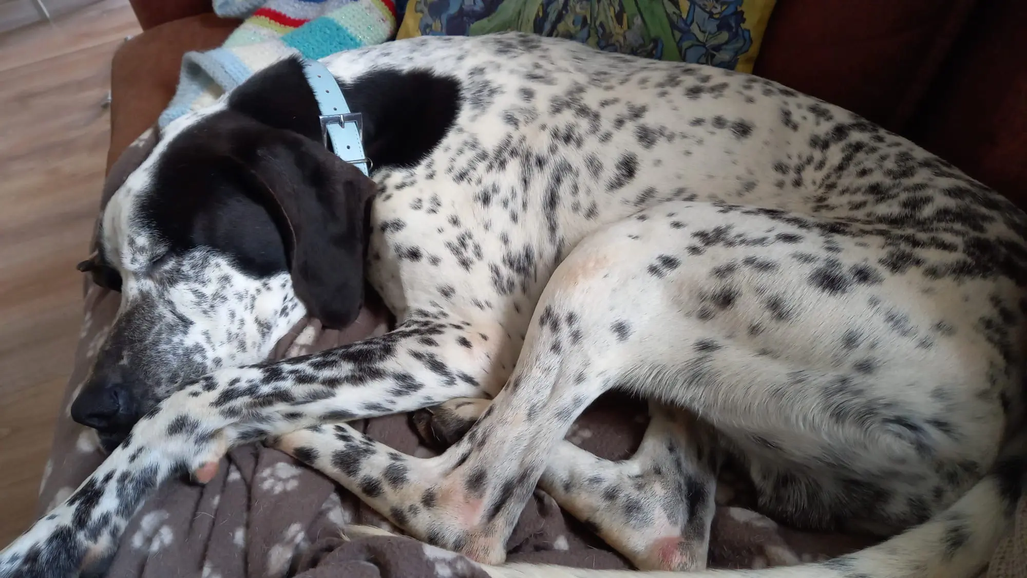 Kovi now Kodi – Handsome and Affectionate (Adopted April 2026)